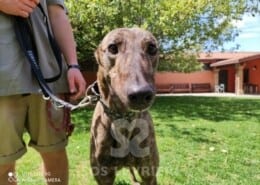 Clyde Greyhound