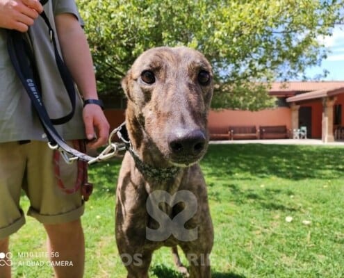 Clyde Greyhound