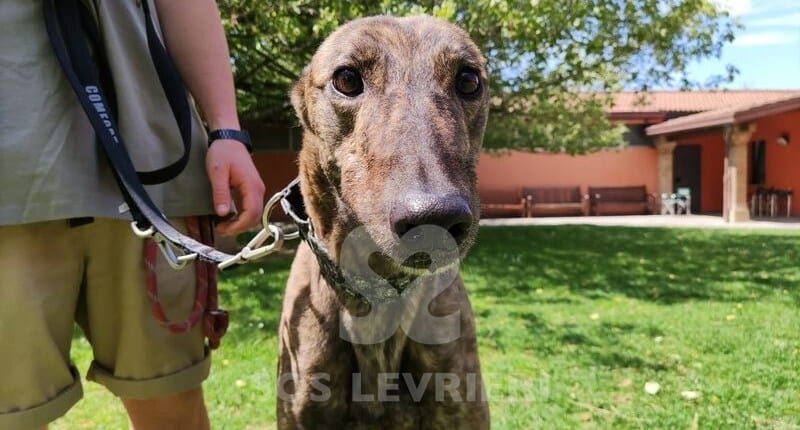 Clyde Greyhound