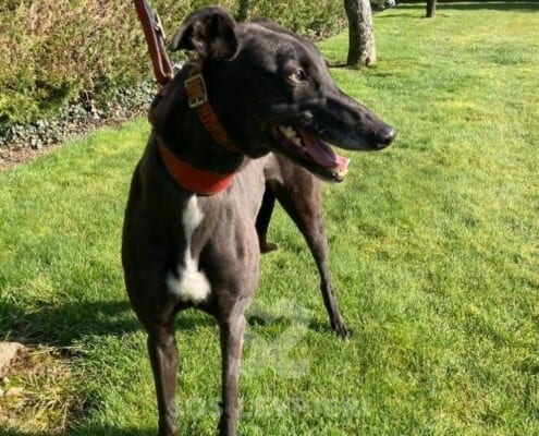 Leety Greyhound