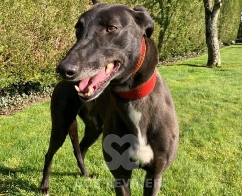 Leety Greyhound
