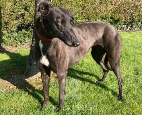 Leety Greyhound