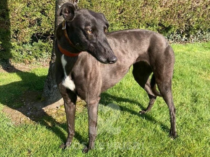 Leety Greyhound