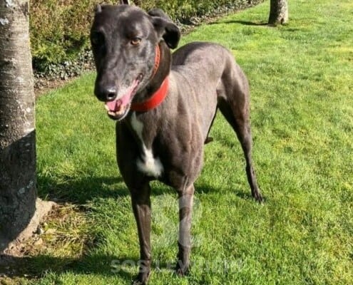 Leety Greyhound