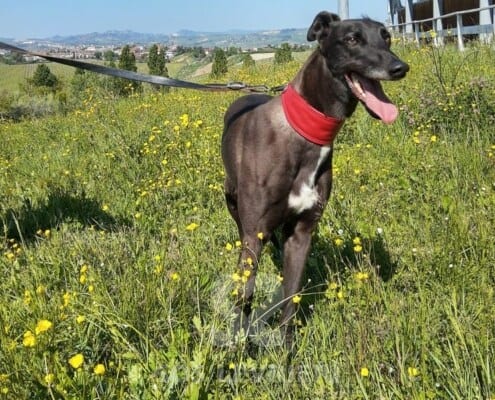 Leety Greyhound