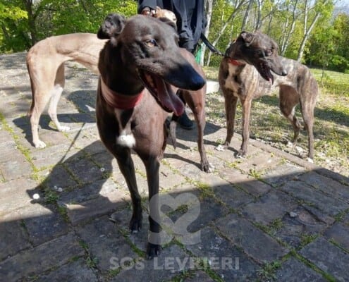 Leety Greyhound