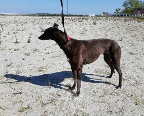 Leety Greyhound