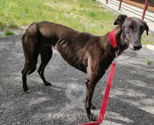 Leety Greyhound