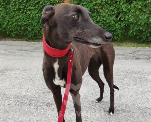 Leety Greyhound