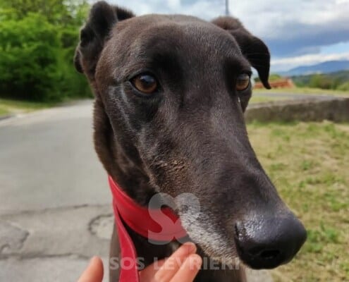 Leety Greyhound