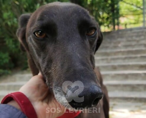 Leety Greyhound