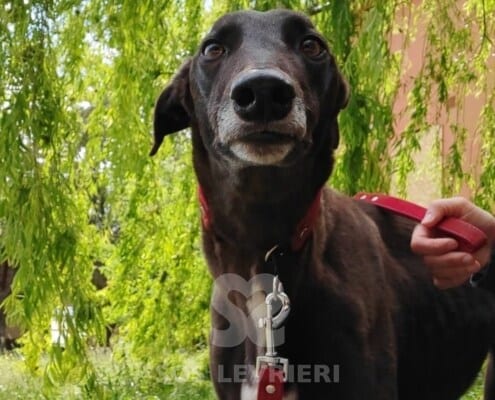 Leety Greyhound