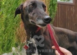 Leety Greyhound