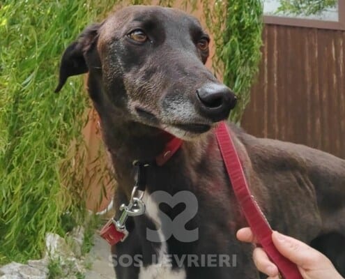 Leety Greyhound