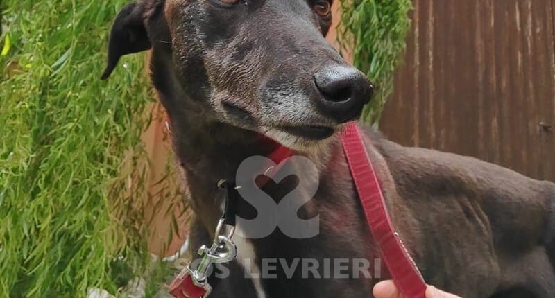 Leety Greyhound