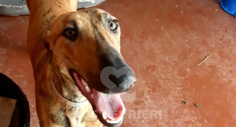 Lolita 2 Galgo