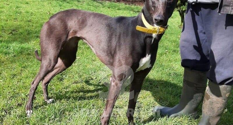 Lucy 3 Greyhound