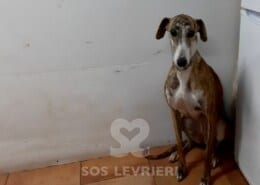 Marga 2 Galgo