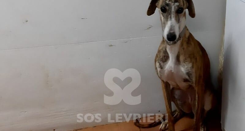Marga 2 Galgo