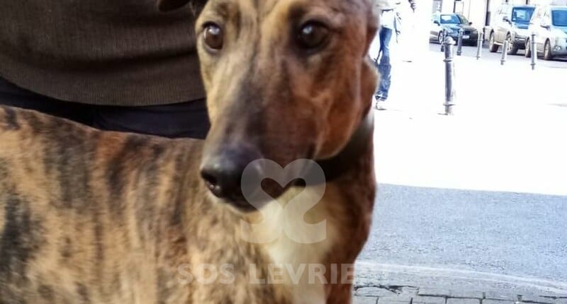 Max 3 Greyhound