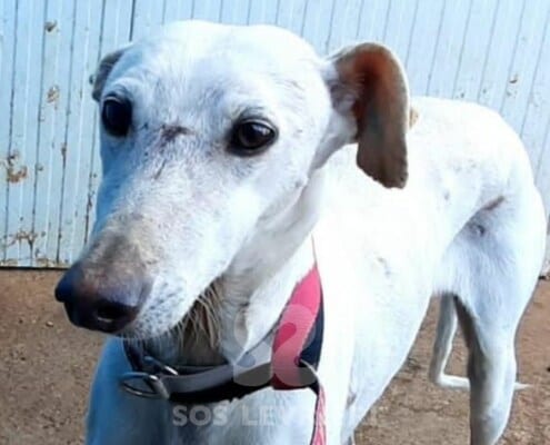 Mei Galgo