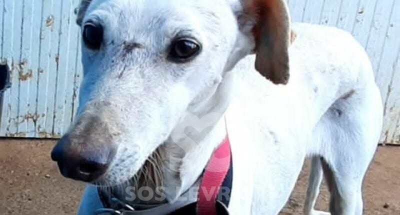 Mei Galgo