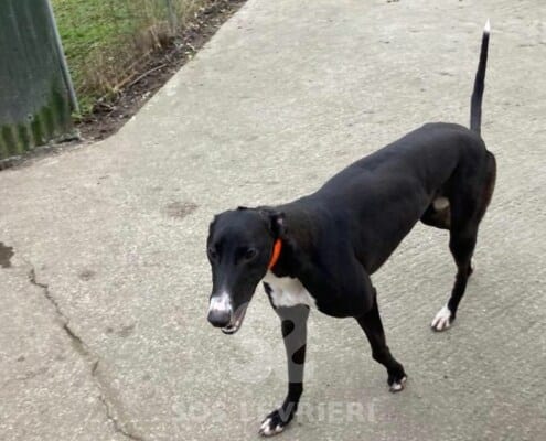 Mini Greyhound