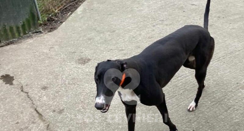 Mini Greyhound