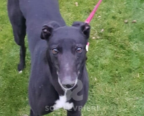 Ohio Greyhound