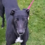 Ohio Greyhound