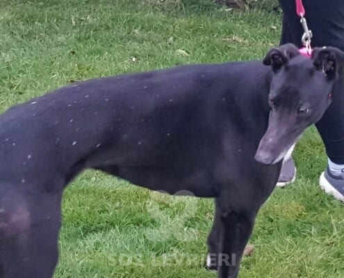 Ohio Greyhound