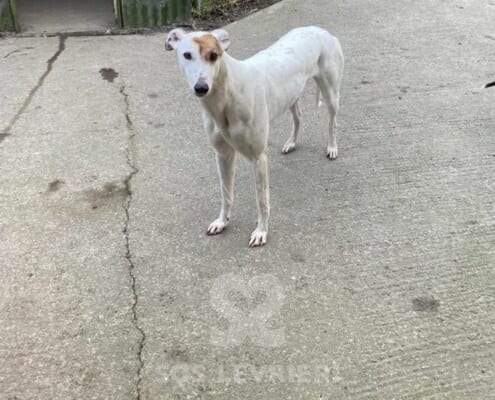 Snowie Greyhound