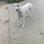 Snowie Greyhound