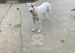 Snowie Greyhound