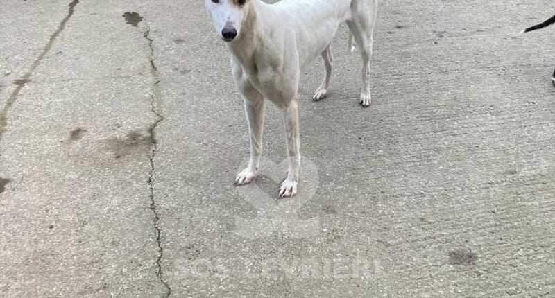 Snowie Greyhound