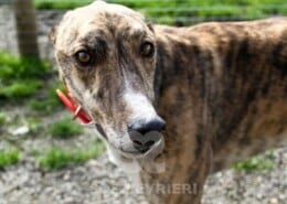 Sparky Greyhound