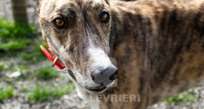 Sparky Greyhound