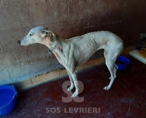 Spica Galgo