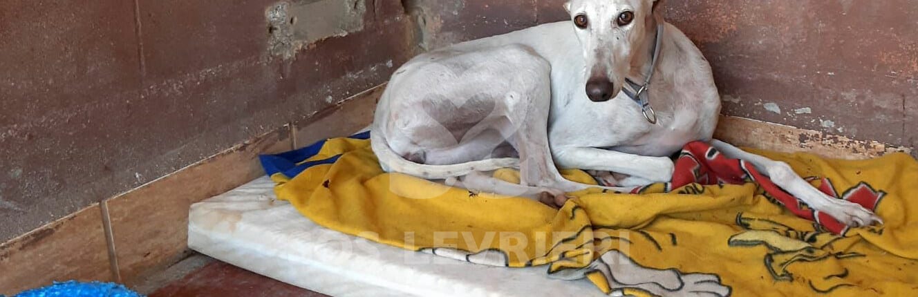 Spica Galgo