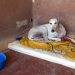 Spica Galgo