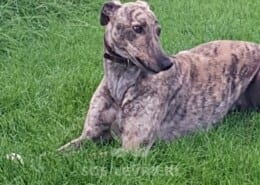 Tiger 2 Greyhound