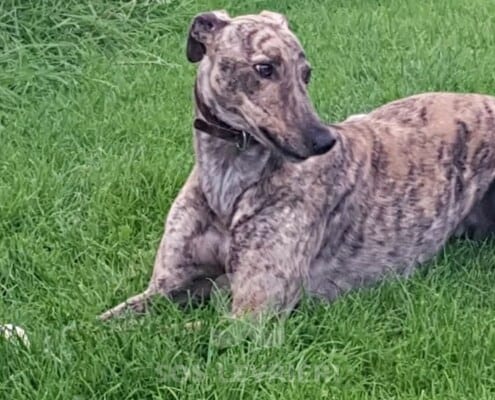 Tiger 2 Greyhound