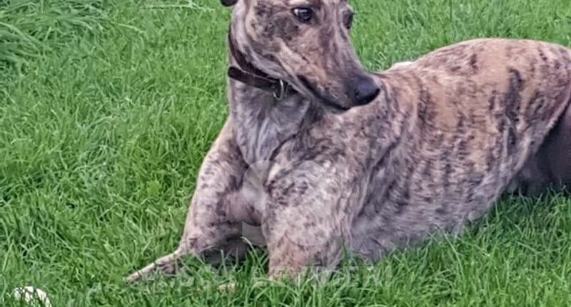 Tiger 2 Greyhound