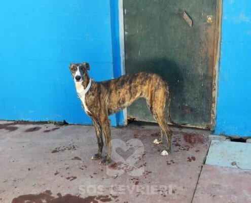 Venusia Galgo