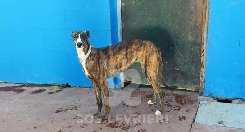 Venusia Galgo