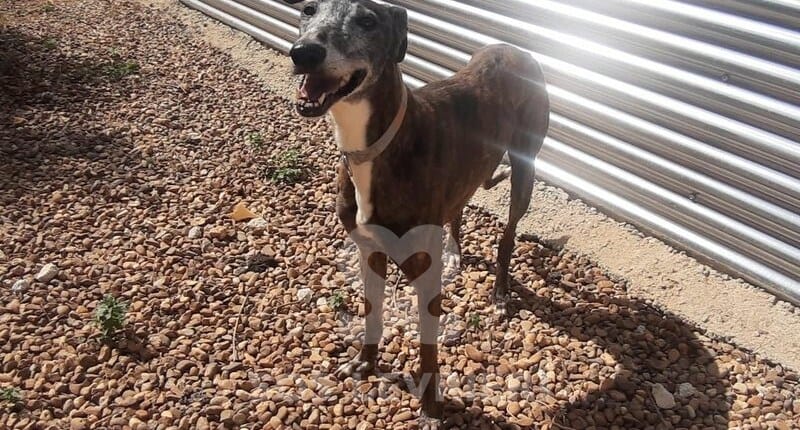 Arnica Galgo