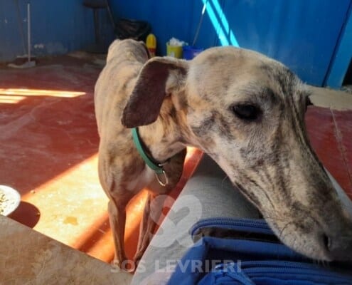 Avena Galgo