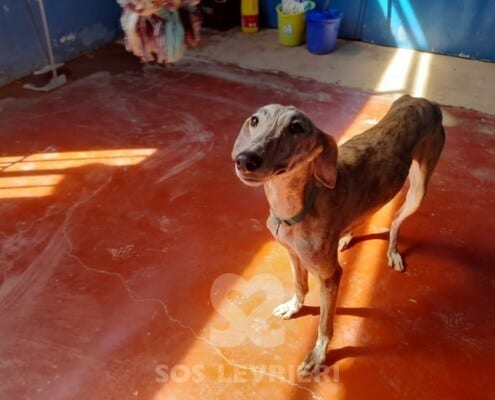 Avena Galgo