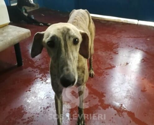 Avena Galgo