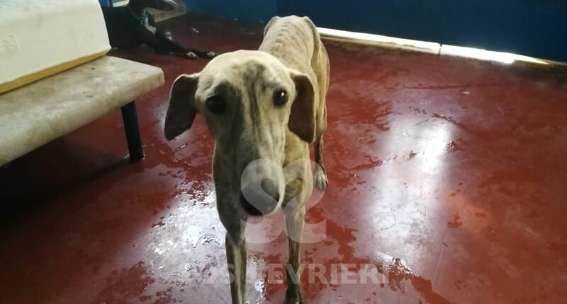 Avena Galgo